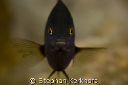 jewel damselfish (plectroglyphidodon lacrymatus) taken at... by Stephan Kerkhofs 